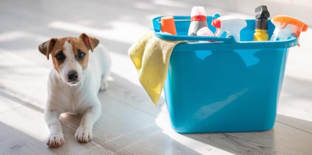 6 Household Cleaning Products That Are Not Safe for Dogs – Dogster