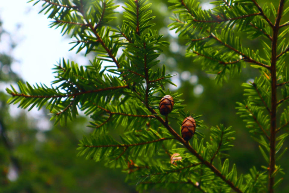 Hemlock tree