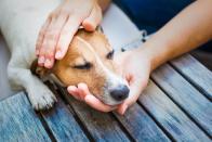 Sobald Sie die Vermutung haben, dass Ihr Hund etwas Giftiges gefressen hat, suchen Sie umgehend einen Tierarzt auf. Mögliche Symptome für eine Vergiftung können Erbrechen, Durchfall, Atemprobleme, Zittern, Krämpfe, Fieber, vermehrter Speichelfluss und ungewöhnliches Verhalten wie Apathie oder Erregungszustände sein. (Bild: iStock / damedeeso)