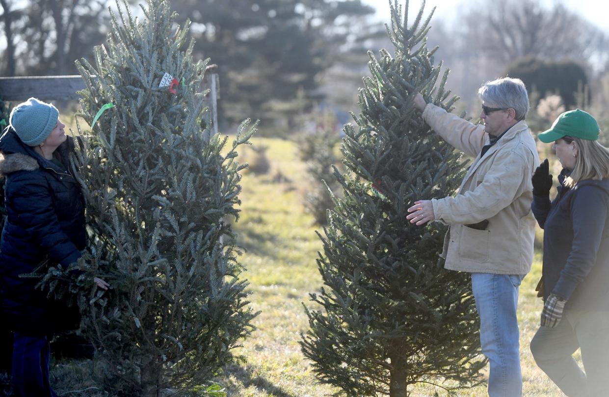Mallory Evans, Jeff Evans and Diane Evans of Minerva take time to pick the best tree at Moore's Christmas Tree Farm in Hartville.