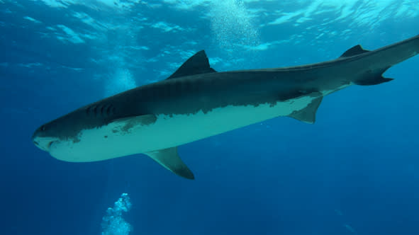 A large shark swims underwater in a clear blue ocean