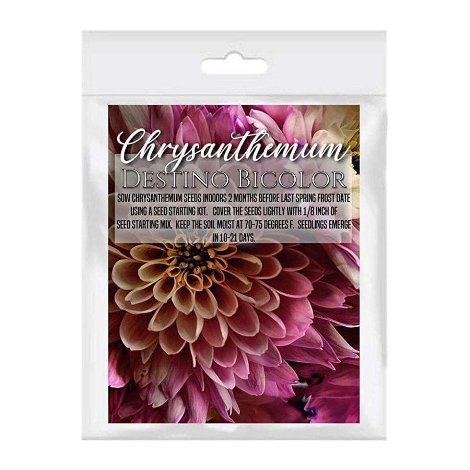 7) Home Grown Seeds Chrysanthemum Seeds