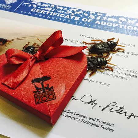 A Certificate of Adoption with a box of fake cockroaches is pictured in this undated handout photo provided by the San Francisco Zoo. REUTERS/San Francisco Zoo/Handout via Reuters