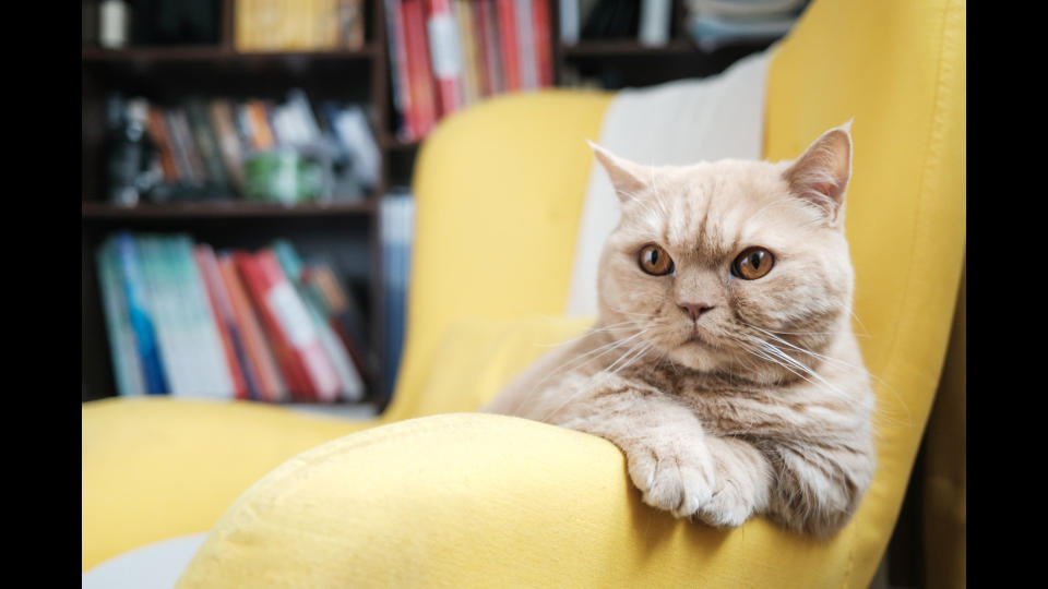 cat sitting in chair