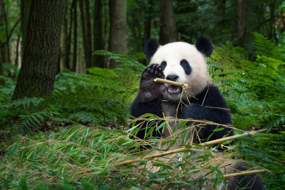 A panda eating bamboo