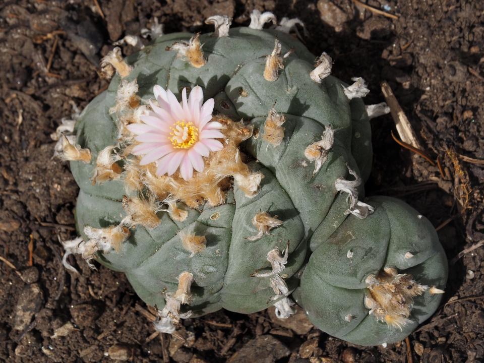 A photo of a flowering peyote cactus.