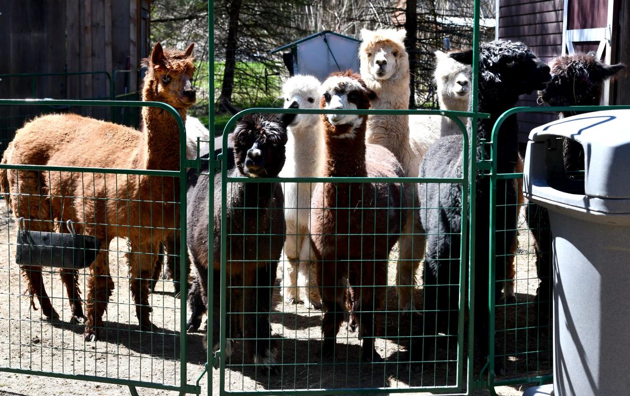 A pack of alpaca watch Earth Day cleanup activities at a farm in Spencer.