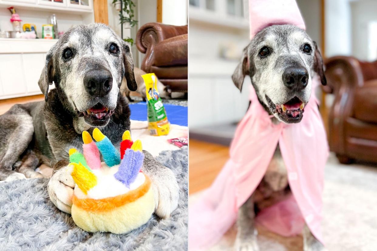 Best friends helping senior foster dog complete bucket list