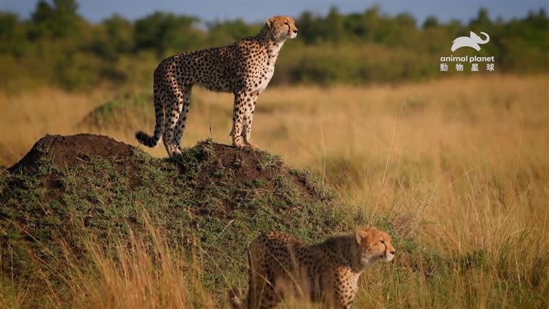 不同於其他貓科動物，獵豹在白天的視力比較好，特化的高位雙眼可以幫助牠們看到全景。（圖／動物星球頻道提供）