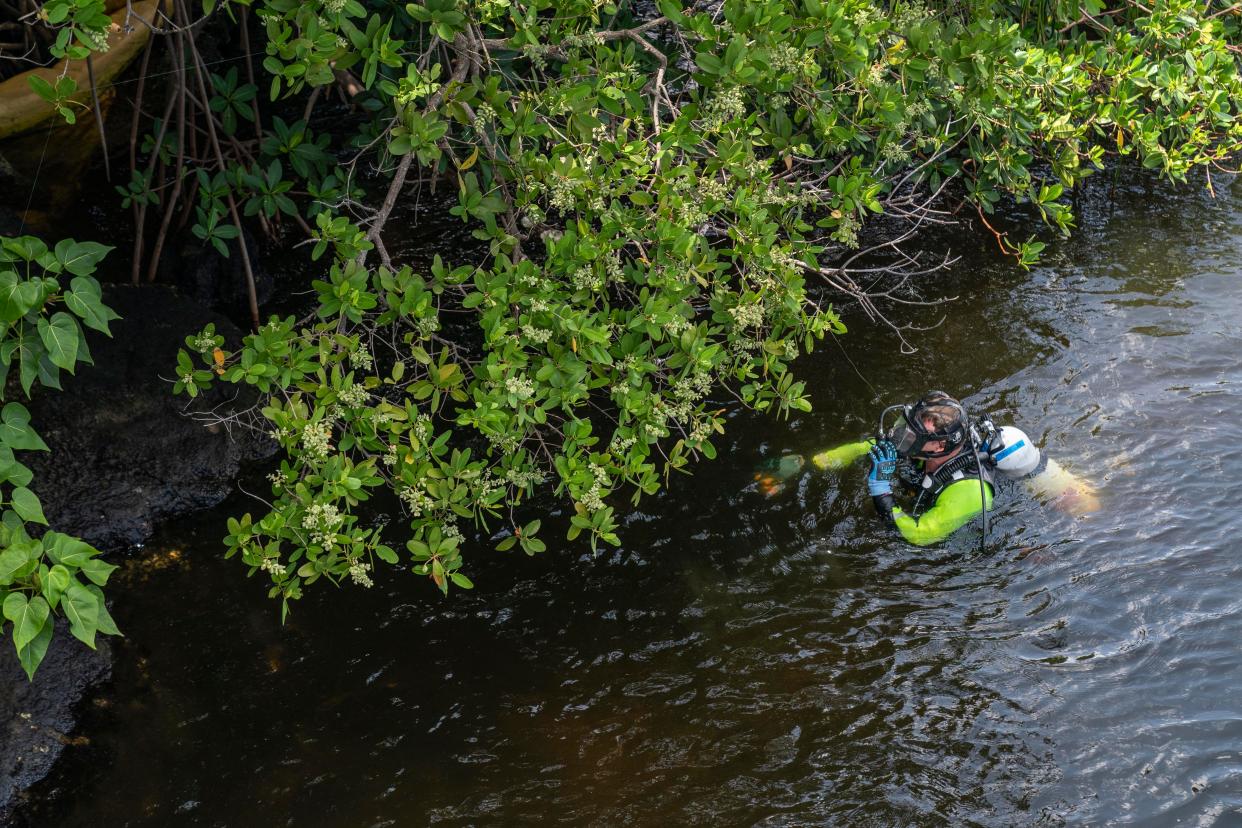 A Delray Beach Police diver searches the mangroves for evidence Saturday along the Intracoastal Waterway underneath the George Bush Boulevard Bridge.