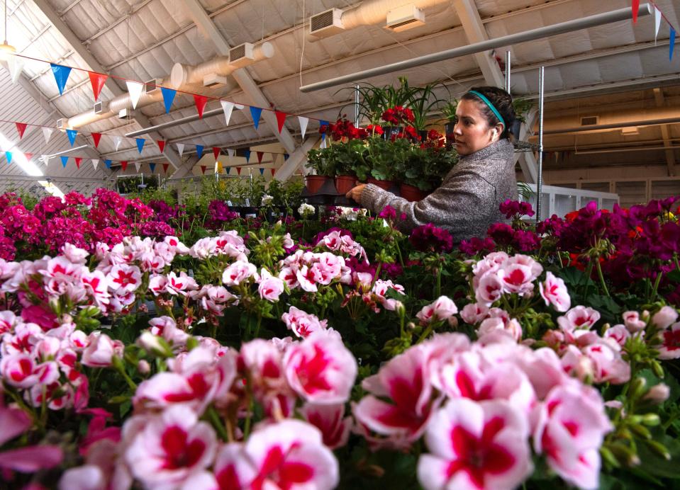 Natasha Henderson carries a flat of geraniums to a table as the Big Country Master Gardeners hold their annual Spring Plant Sale Wednesday.