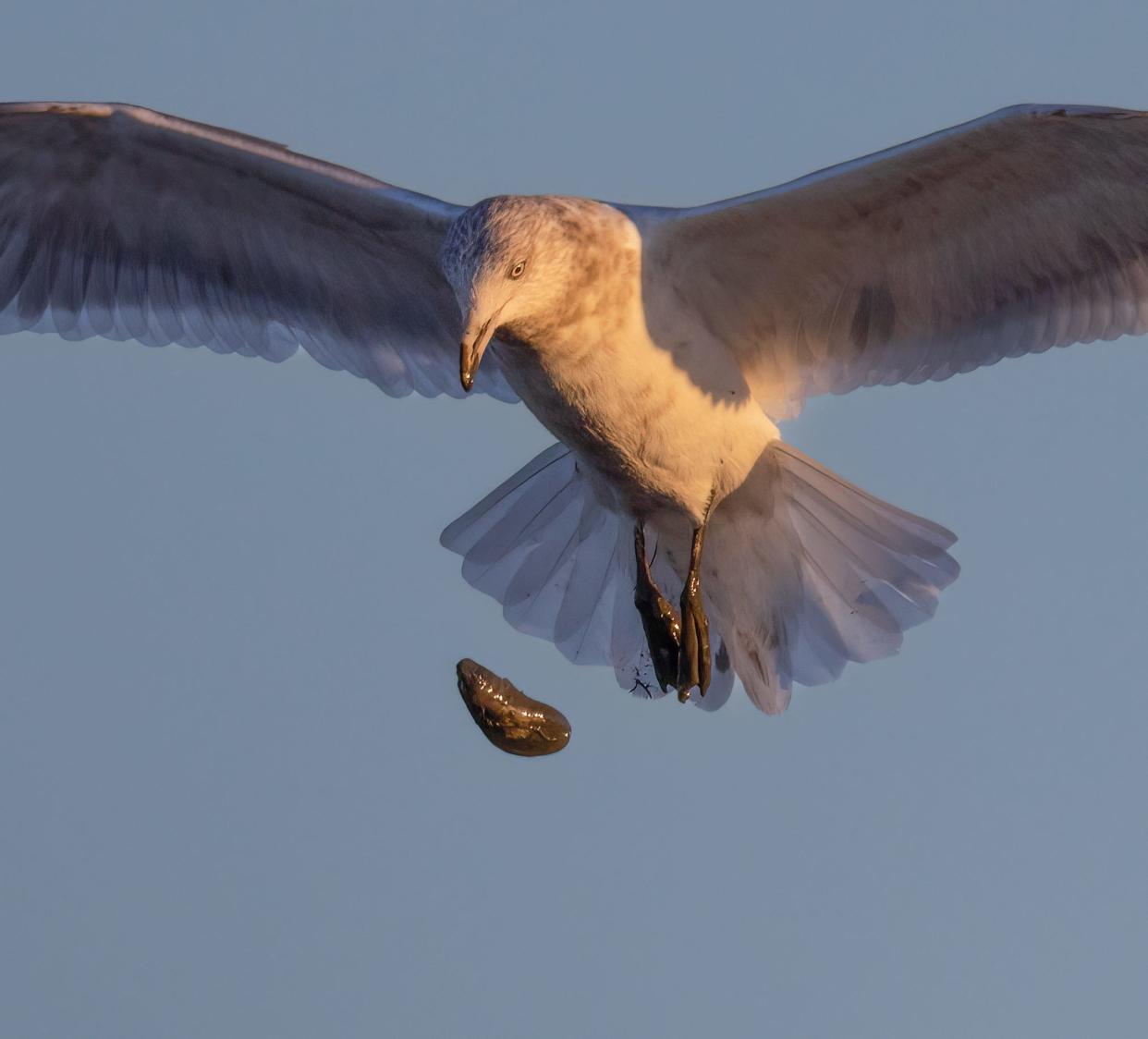 A herring gull drops a blue mussel onto the roadbed below.