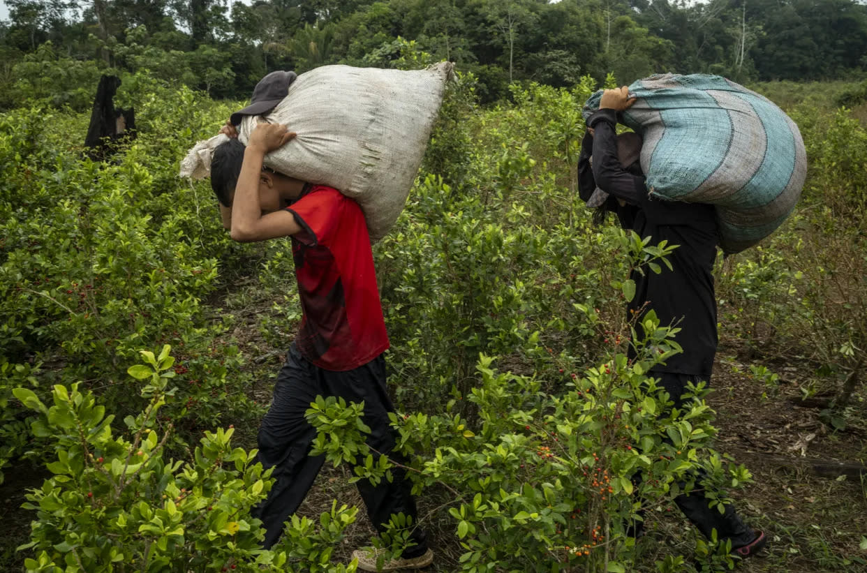 Los adolescentes Manuel y Valentina Patarroyo cargando bolsas de hojas de coca cosechadas en Caño Cabra, en Colombia, el 13 de diciembre de 2023. (Federico Ríos/The New York Times)
