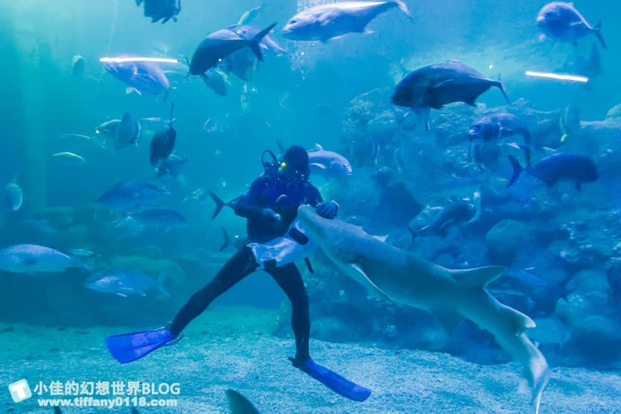 澎湖水族館