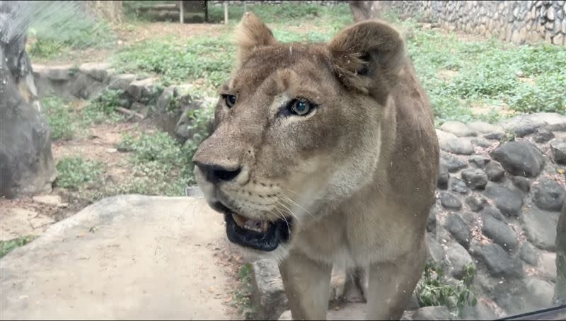 壽山動物園的獅子們會在下班前獅吼，網友直呼：「上次玩有聽到，真的超大聲」。（圖／翻攝Shou Shan Zoo 壽山動物園臉書）