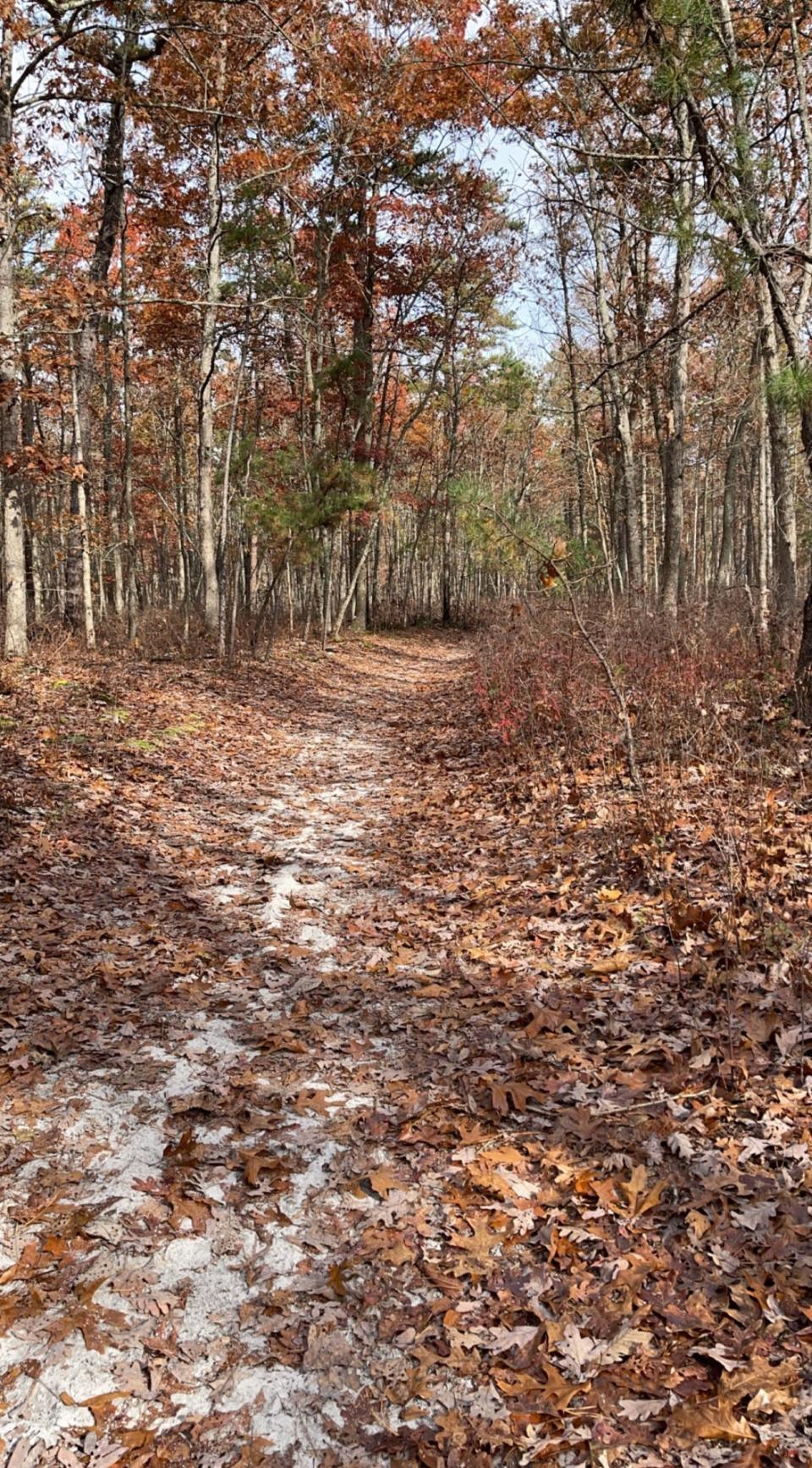 The leaf-covered Batona Trail at the Ong's Hat trailhead in Pemberton.