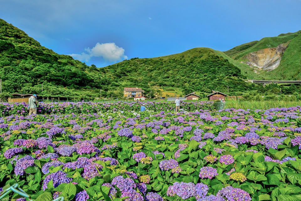 20170607竹子湖繡球花_170608_0006