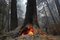 FILE - In this Aug. 24, 2020, file photo, fire burns in the hollow of an old-growth redwood tree in Big Basin Redwoods State Park, Calif. The CZU Lightning Complex wildfire tore through the park but most of the redwoods, some as old as 2,000 years, were still standing. (AP Photo/Marcio Jose Sanchez, File)