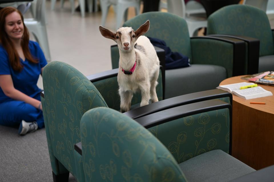 A goat stands on a chair inside the Behavioral Care Center in Nashville. The mental health facility for people arrested hosts a number of volunteers who meet with the residents.