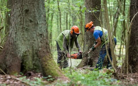 The forest has become the scene of a battle between environmentalists and officials - Credit: WOJTEK RADWANSKI/AFP/Getty Images