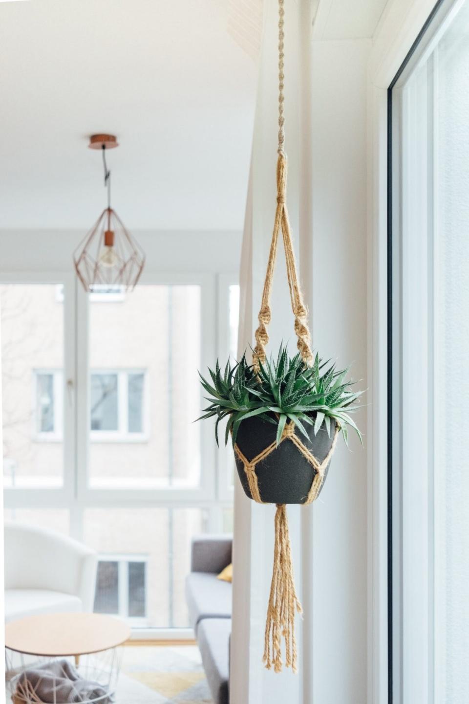 hanging plant in living room