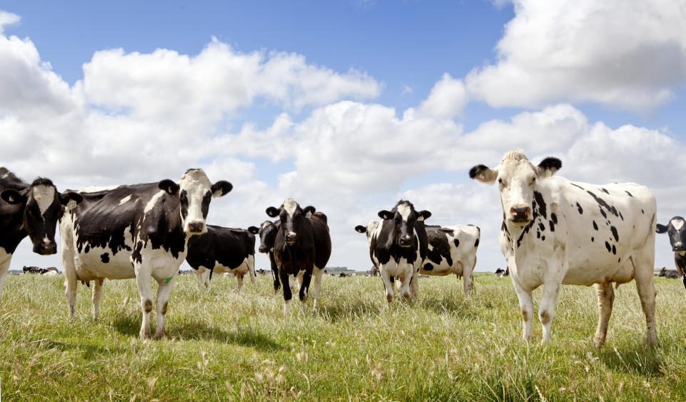 cows in a field