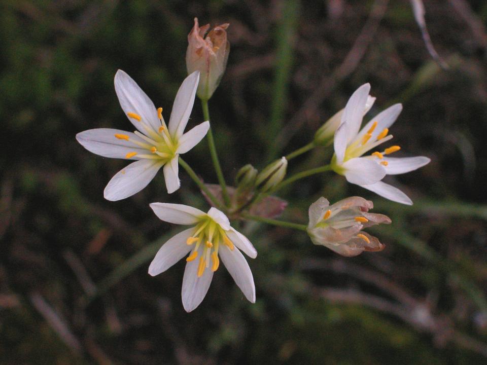 False garlic was at one time thought by botanists to be just another kind of onion.