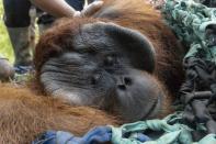 <p>Remise en liberté de l'orang-outan Jala dans la forêt de Tanagupa, à Bornéo. </p>