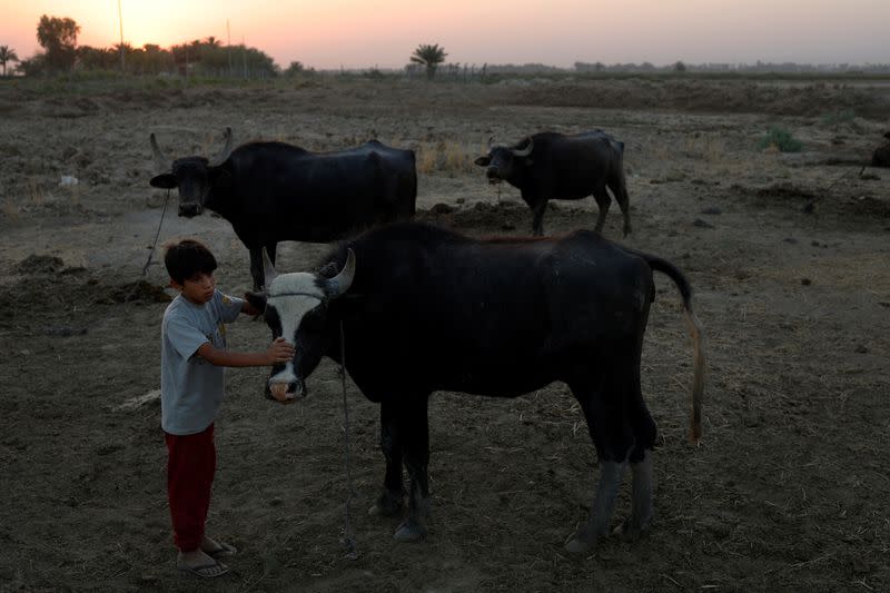 The Wider Image: Drought imperils Iraq's water buffalo and a child's way of life