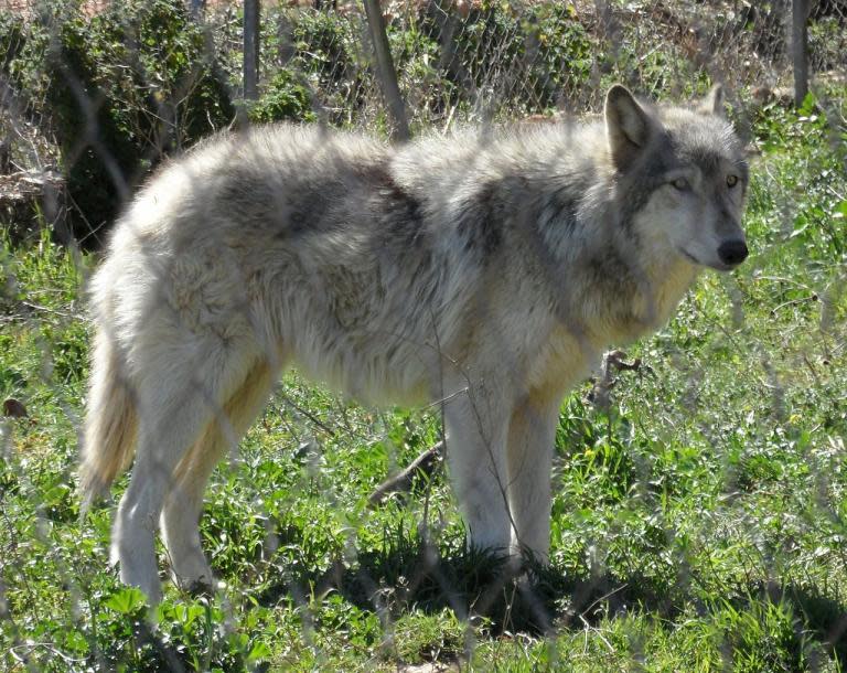 “Swarms” of wolf-dog hybrid animals could drive European wolf populations out of existence, a study has warned.A rise in crossbreeding, driven by habitat destruction and human growth into wolves’ territories, is bringing them into greater contact with domestic free-roaming dogs.The result is greater incidences of interbreeding, which scientists say “threaten the genetic identity” of wolves.The study compared the views of more than 40 scientists and warned a lack of engagement and agreement among those best placed to tackle the problem could hamper efforts to prevent wolf-dog hybridisation.The findings suggest most scientists agree on the nature of the problem, but are divided on how to deal with it.“We need to address this issue before wolf-dog hybrids backcross with wolves to the extent that wolf populations will be lost to hybrid swarms, and the conservation of wild populations will become unfeasible,” said lead author Valerio Donfrancesco, from the Centre for Ecology and Conservation at the University of Exeter.“In this paper, we argue that scientific agreement is crucial to encourage decision-makers to act, and to raise awareness about this conservation issue in society at large,” he said.Further complications include the lack of research existing on wolf-dog hybrids.“The fact that we know so little about the ecology, behaviour and social acceptance of the wolf-dog hybrids adds a layer of concern to the issue,” Mr Donfrancesco said. Hybridisation can “deeply affect the genetic make-up, long-term survival and evolution of the species,” the paper says.The hybrids created between wolves and dogs are usually fertile, which threatens wolf populations in two ways. Firstly because dogs are so numerous the rate of genetic change could be fast, and secondly, the domestication process “has been associated with intensive selection for traits that may be disadvantageous in the wild”, the researchers said.The study allowed scientists to share their views anonymously, and revealed agreement that people should be educated about the impact of free-roaming dogs, and that governments should remove wolf-dog hybrids from small and recovering wild wolf populations.But scientists remained divided on issues such as how to remove hybrids and free-roaming dogs, and whether they should be kept captive, sterilised and released or killed.Mr Donfrancesco said: “The disagreements emerged from diverging ethical values between scientists of different backgrounds, such as ecologists and geneticists, from the lack of data on the effectiveness of different interventions, and from the worry of some scientists that on practical grounds allowing the removal of hybrids would open a legal loophole for the killing of wolves.”Co-author Paolo Ciucci, of the Sapienza University of Rome, said: “The management of hybrids and wolf-dog hybridisation should not be a taboo topic, especially within the scientific community.“There are margins to develop further consensus among scientists if further research addresses topical issues such as the effectiveness and the feasibility of control measures and their social acceptability.“Scientists should not avoid the problem just because its management appears overly complex.”Co-author Dr Nibedita Mukherjee, from the University of Exeter, added: “We hope that by highlighting areas of disagreement and why they occur, we will be able to build a more unified scientific opinion, and aid an effective management of this urgent issue.”An estimated 17,000 wolves live in Europe, in populations of varying sizes in countries as distant from one another as Spain, Greece, Poland, Finland, France and Slovenia.The paper is published in the journal Frontiers in Ecology and Evolution.