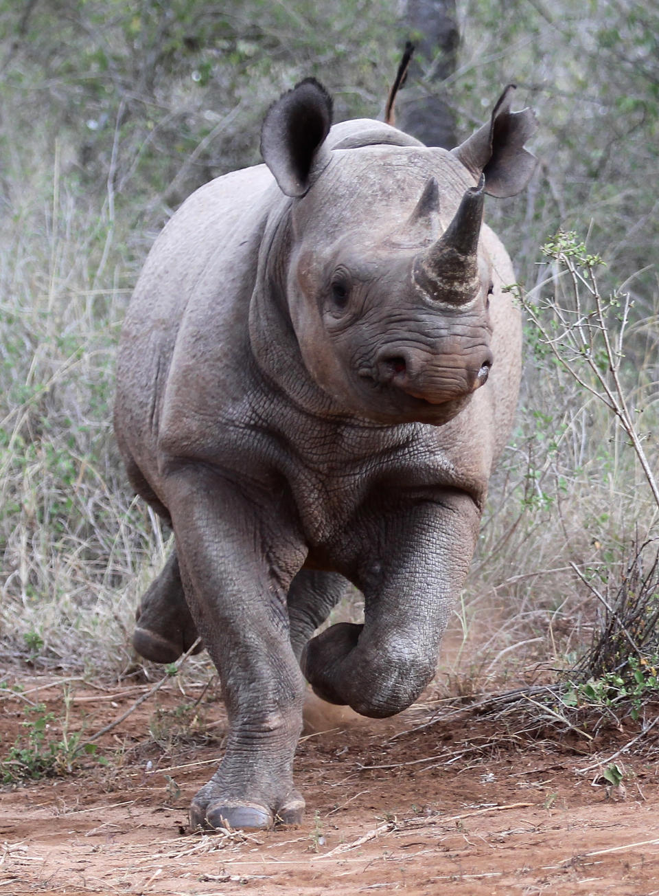 Rhino Translocation Project