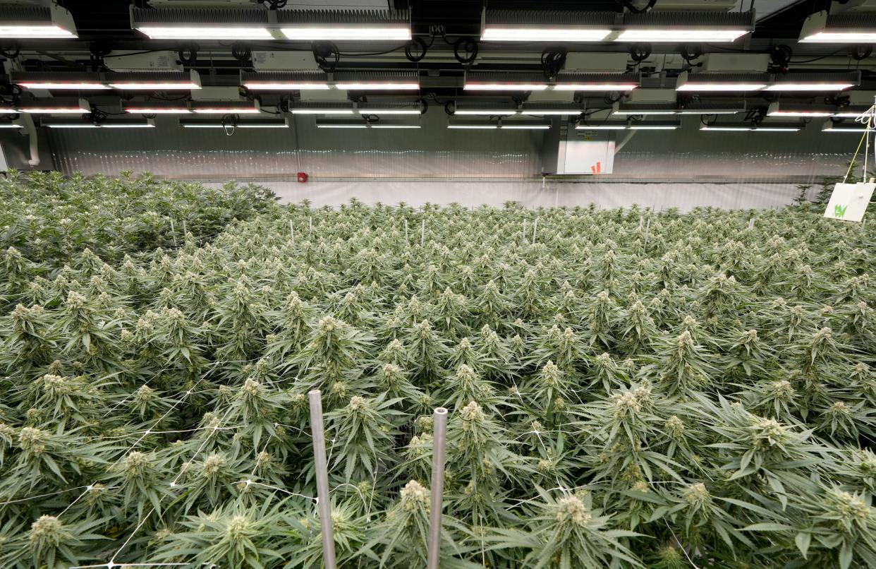 Cannabis plants are seen in the flowering phase, which can take several weeks, at PharmaCann, Inc.'s cultivation and processing facility at Buckeye Lake.