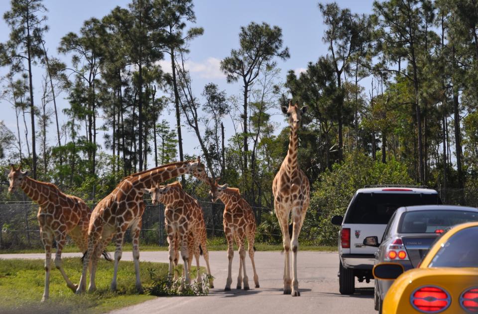 Lion Country Safari's giraffe population is one of the largest in the country.