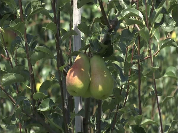 Sher-e-Kashmir University is growing high-density variety of pears. (Photo/ANI)