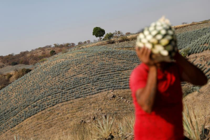 FILE PHOTO: A farmer, also known as a jimador, carries a blue agave heart during harvest in Tequila