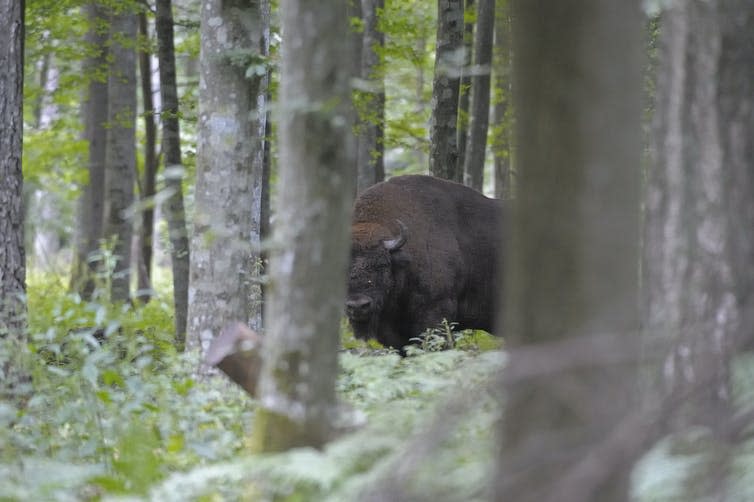 <span class="caption">Bison in the forest of Białowieża.</span> <span class="attribution"><span class="source">© Magnus Elander</span></span>