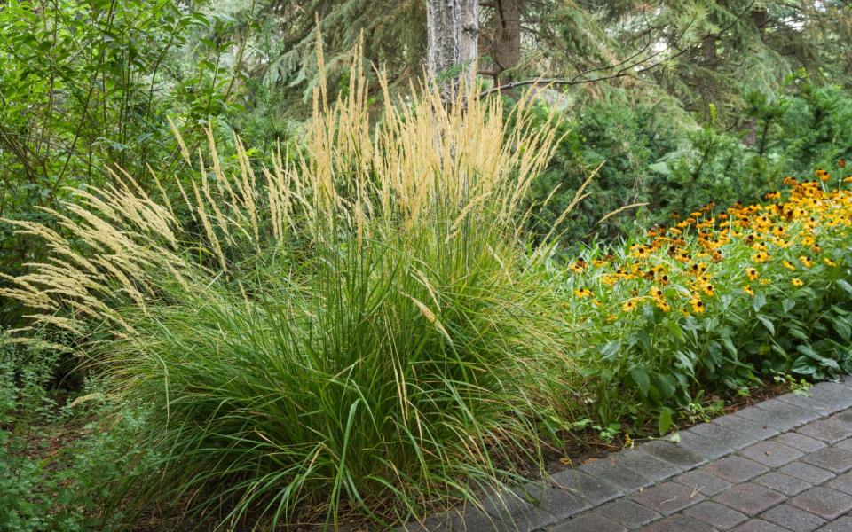 Calamagrostis x acutiflora 'Karl Foerster' and Rudbeckia fulgida beside brick path - Gap Photos