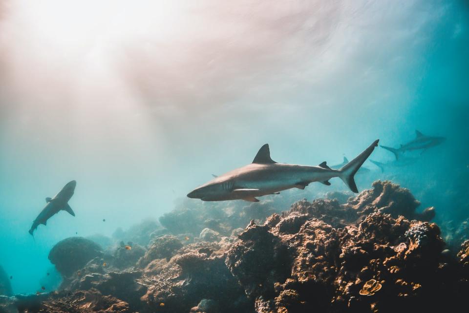 sharks swim on reef