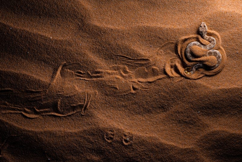 A Sahara sand viper in Israel's Negev desert.
