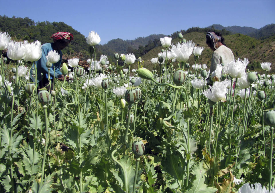 In this Feb. 2, 2012 photo released by United Nations Office on Drugs and Crime (UNODC), villagers harvest opium at a field in Myanmar's Shan state. The cultivation of illegal opium has increased in Myanmar for a sixth successive year, fueled in part by rising demand for heroin across Asia, the U.N. report said Wednesday, Oct. 31, 2012. (AP Photo/UNODC)