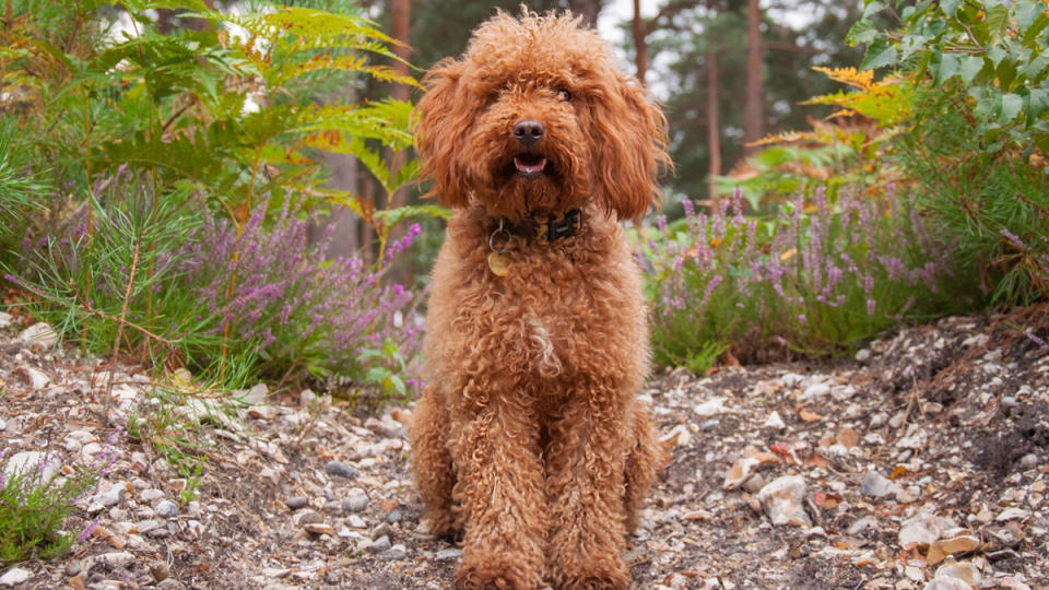 red cockapoo dog in garden