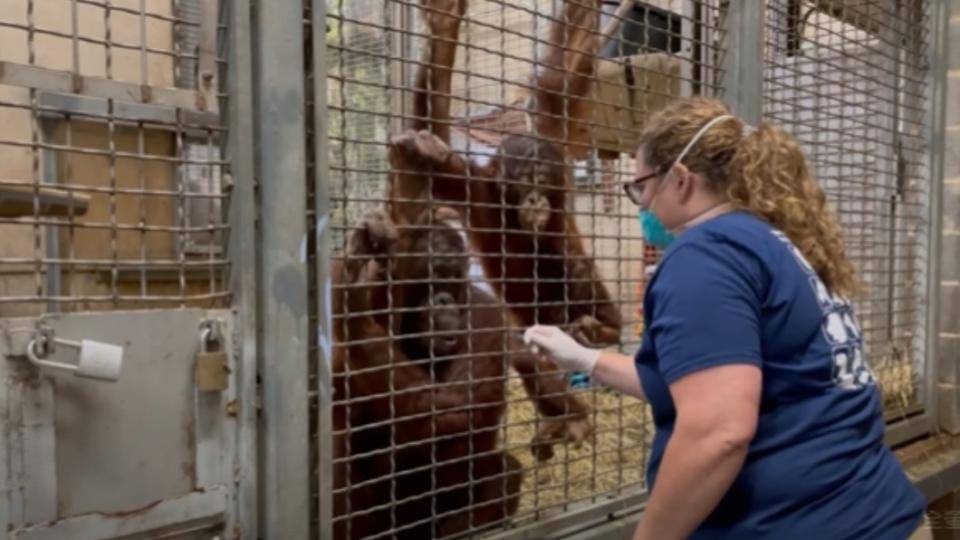 美國一間動物園為動物施打新冠疫苗。（圖／翻攝自《Smithsonian’s National Zoo》YouTube）