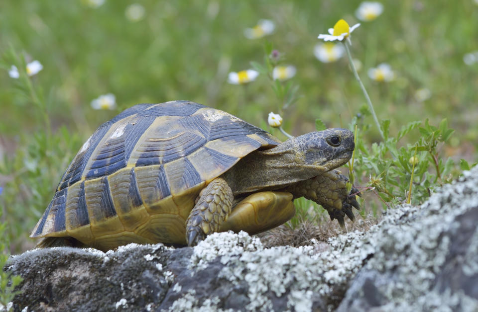 Spur thighed turtle (Testudo graeca) in nature