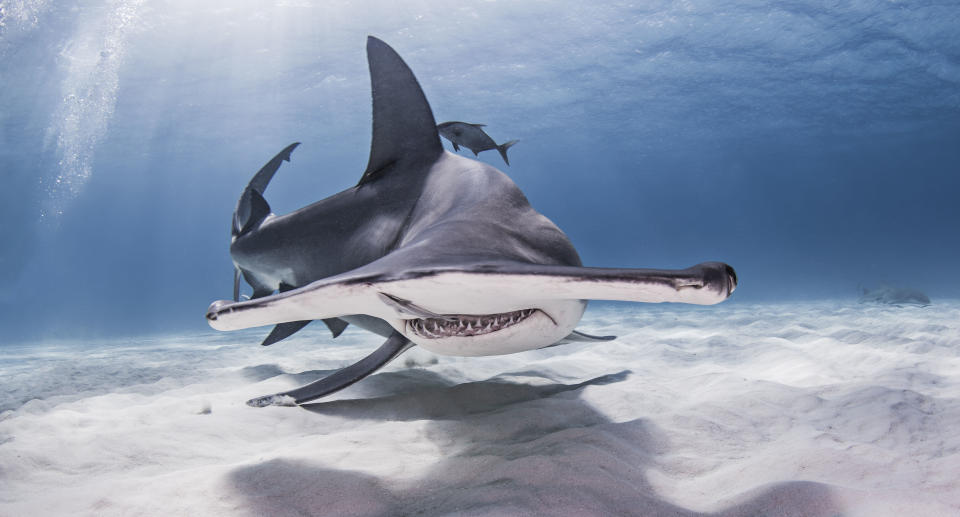 Great Hammerhead Shark swimming near seabed. Source: Getty Images 