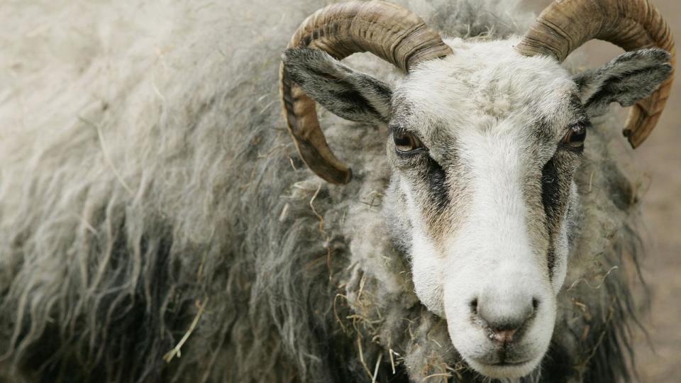 Male Sheep