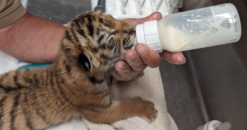 Zoya, a 7-year-old Amur tiger, gave birth to triplet tiger cubs at the Indianapolis Zoo on May 27.