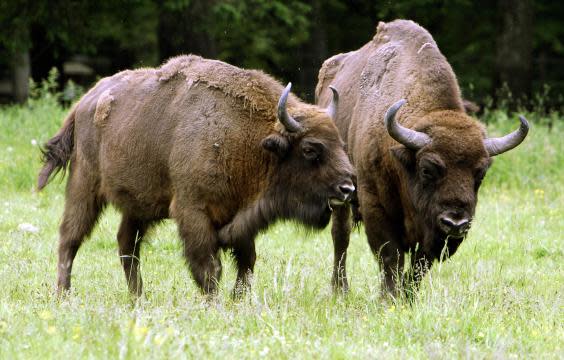 The fight to save Poland’s Bialowieza Forest from destruction