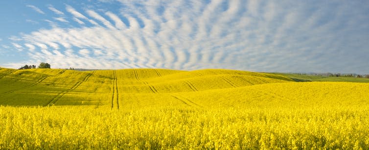 <span class="caption">Modern farmland, like this rape seed field, often has very few plant species, which is bad news for insect diversity.</span> <span class="attribution"><a class="link " href="https://www.shutterstock.com/image-photo/panorama-spring-green-field-660425572" rel="nofollow noopener" target="_blank" data-ylk="slk:Mike Mareen/Shutterstock;elm:context_link;itc:0;sec:content-canvas">Mike Mareen/Shutterstock</a></span>