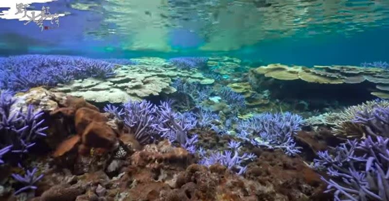 紫色的珊瑚佈滿整個海底，畫面看起來相當夢幻。（圖／翻攝自野人七號部落YT）