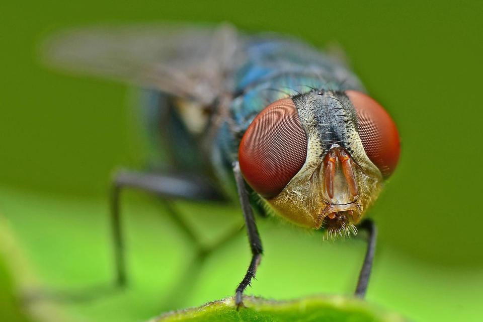 The fate of the fly is unknown: Getty Images